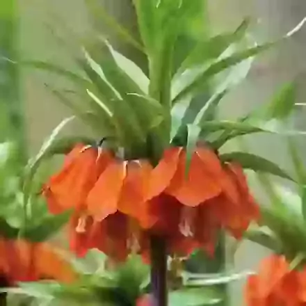 Imperialis Aurora